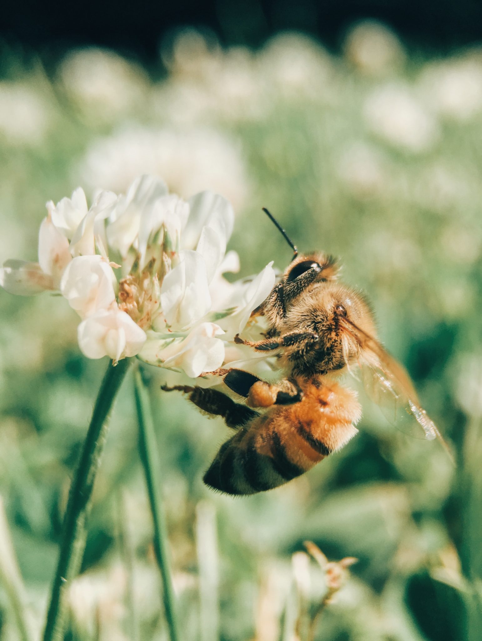 5 Vegan Beeswax Alternatives for Natural Skincare (+ Free Sweet Orange Lip Balm Recipe!) Natural Skincare Ingredients 