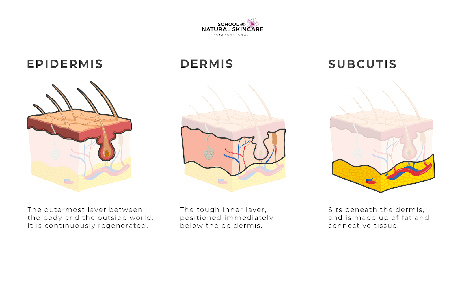 Understanding How Your Skin Works Getting started 